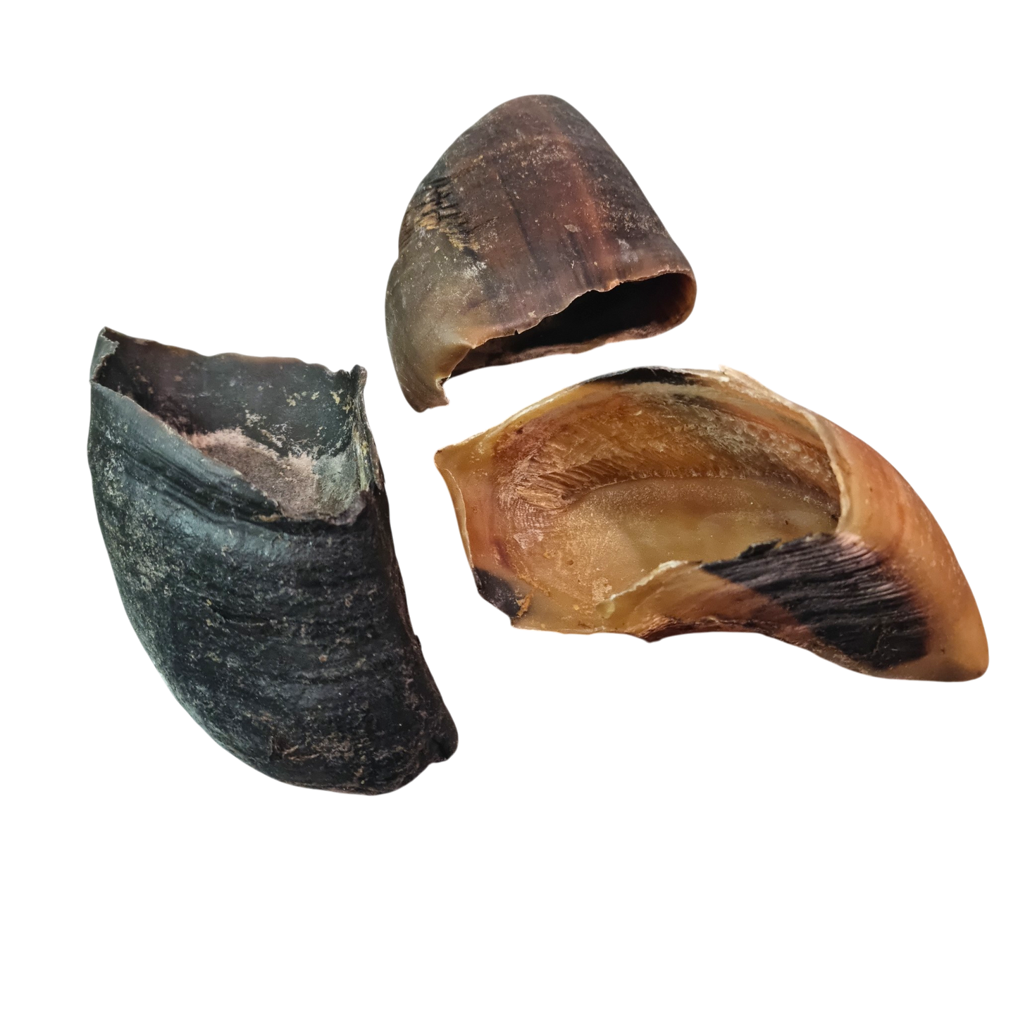 Cow Hoof - EACH/SINGLE