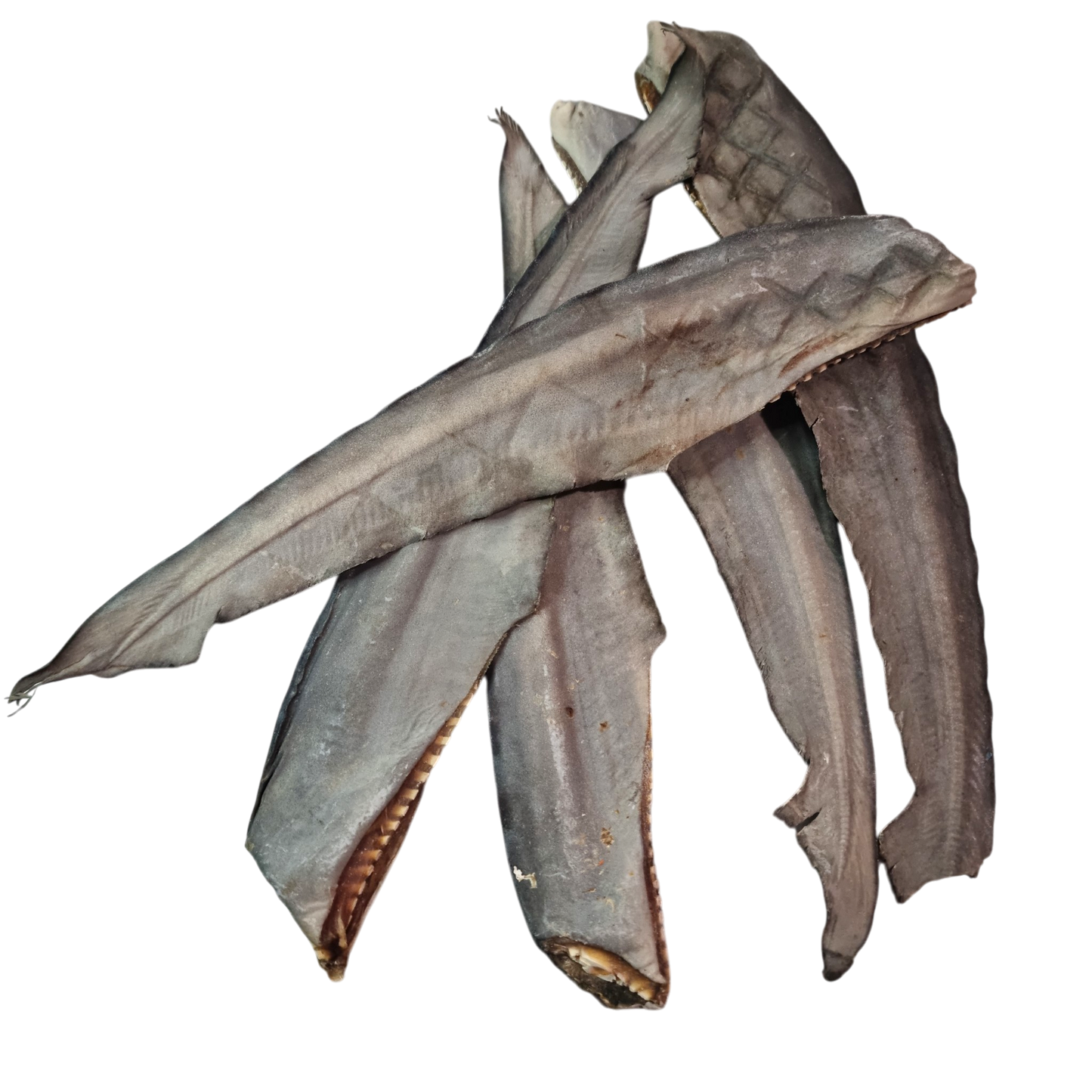 Shark Tail Chews - 5 Pack